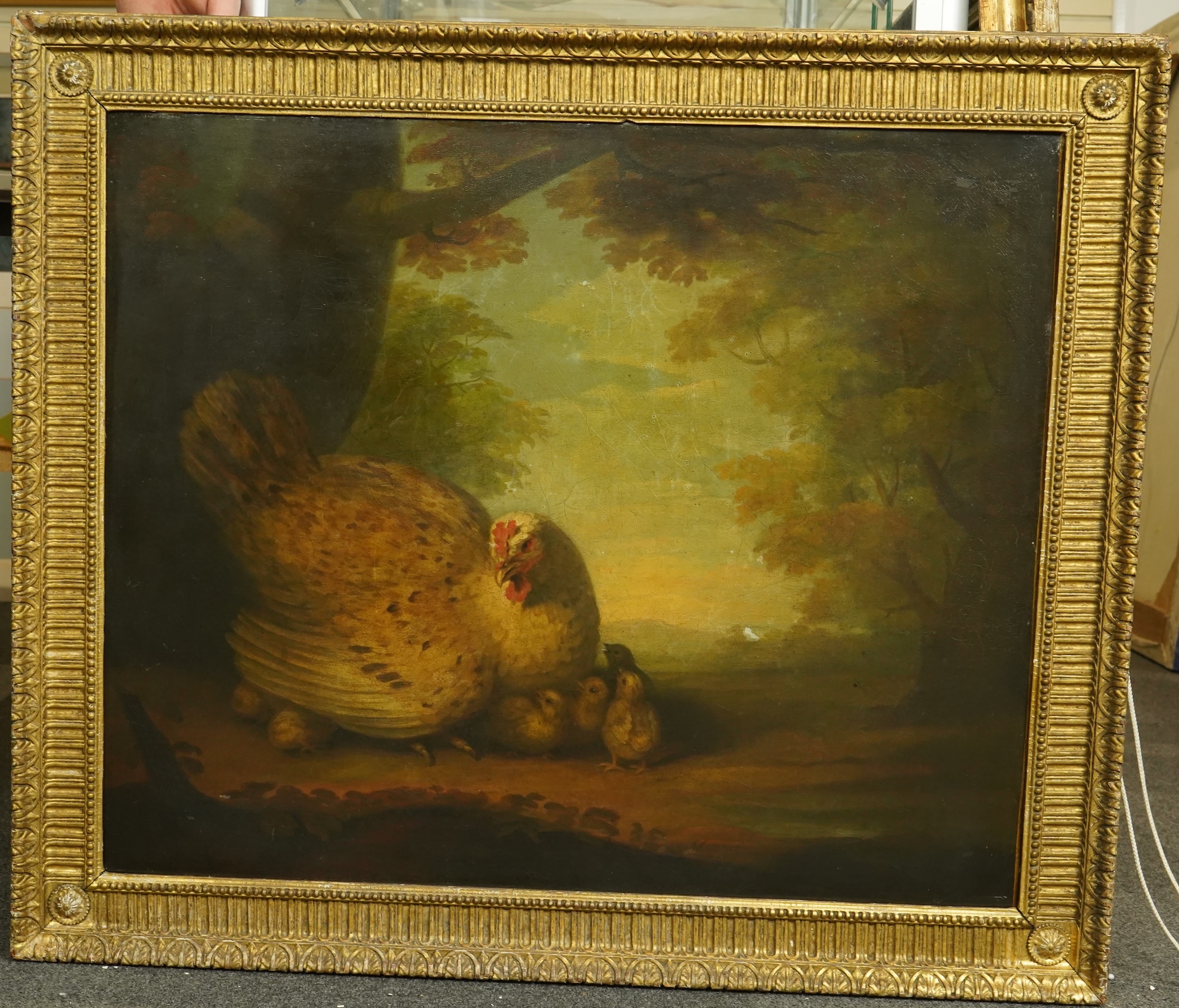 Early 19th Century English School, Chicken and chicks in a wooded landscape, oil on canvas, 62 x 75cm